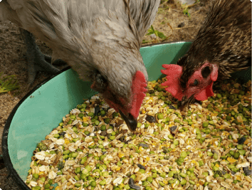 poultry-feed